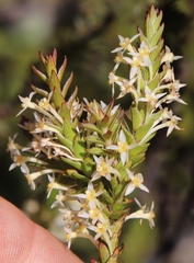 Struthiola tetralepis