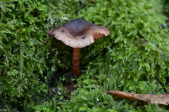 Cortinarius decipiens