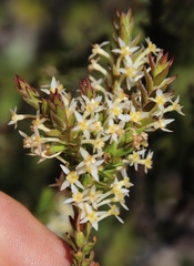Struthiola tetralepis