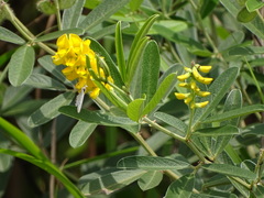 Eriosema psoraleoides