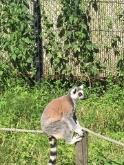 Lemur