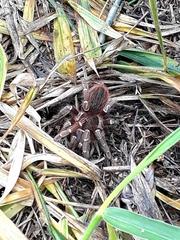 Acanthoscurria geniculata