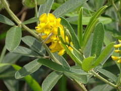 Eriosema psoraleoides