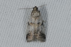 Acrobasis fallouella
