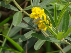 Eriosema psoraleoides