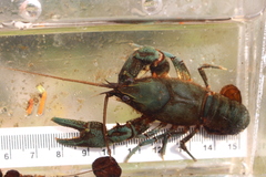 Cambarus robustus