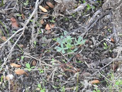 Lupinus hispanicus