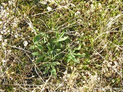 Lupinus hispanicus