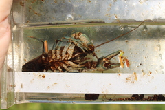 Cambarus robustus