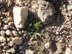 Lupinus hispanicus