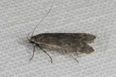 Anacampsis populella