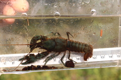 Cambarus robustus
