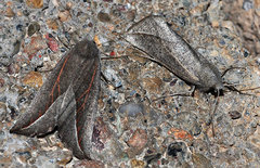 Compsoptera opacaria