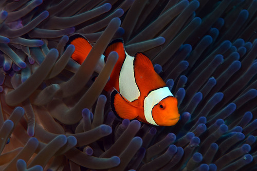 Anemone demoiselle (Amphiprion ocellaris) — Pomacentridae — 5