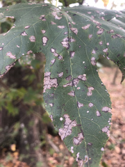 Cercospora
