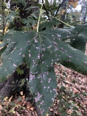 Cercospora