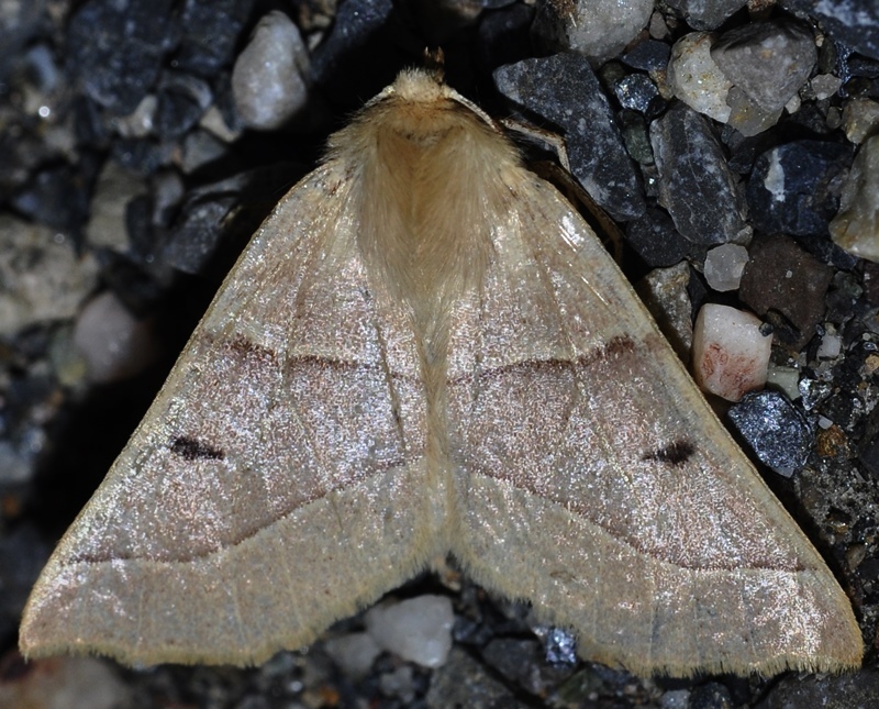 Crocallis albarracina