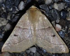 Crocallis albarracina