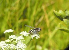 Austroscaeva occidentalis