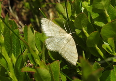 Scopula ternata