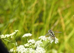Austroscaeva occidentalis