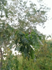 Piptadenia obliqua