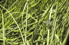 Austroscaeva occidentalis