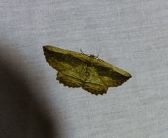 Menophra nycthemeraria