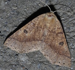 Crocallis dardoinaria