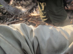 Anolis bicaorum