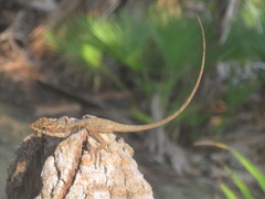 Anolis bicaorum