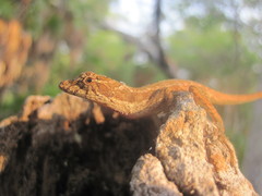 Anolis bicaorum