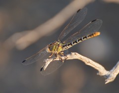Erpetogomphus