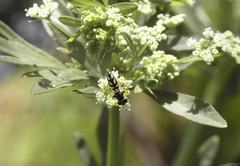 Allograpta piurana