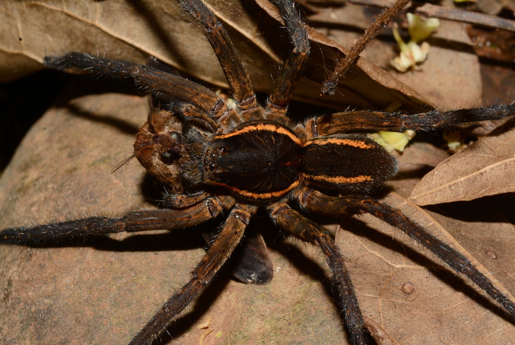 Aglaoctenus yacytata
