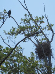Buteogallus anthracinus utilensis