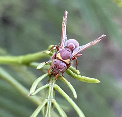 Ropalidia guttatipennis