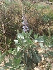 Lupinus westianus