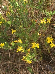 Hypericum microsepalum