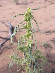 Amaranthus acanthochiton