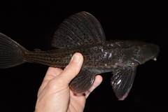 Hypostomus spiniger