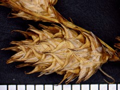 Carex brevior