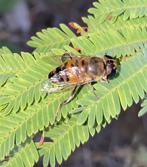 Phytomia incisa