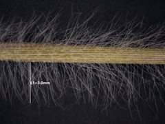 Dichanthelium praecocius