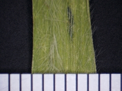 Dichanthelium praecocius