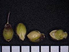 Dichanthelium praecocius