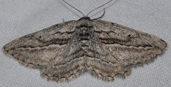 Ekboarmia atlanticaria
