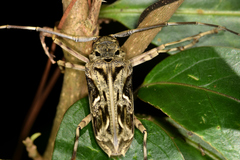 Macropophora accentifer