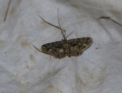 Peribatodes ilicaria