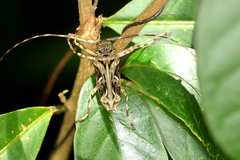 Macropophora accentifer